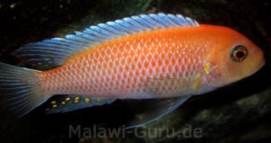 Metriaclima estherae